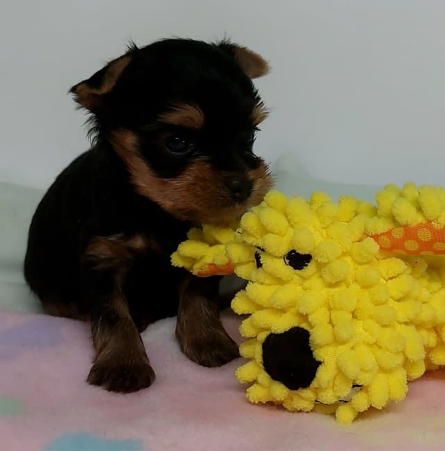 Yorkshire Terrier Puppies media 2