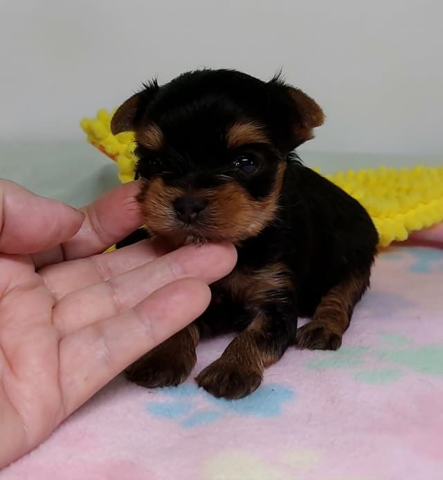 Yorkshire Terrier Puppies media 4