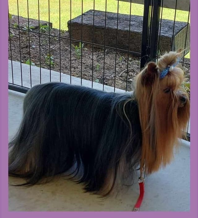 Yorkshire Terrier Puppies media 3