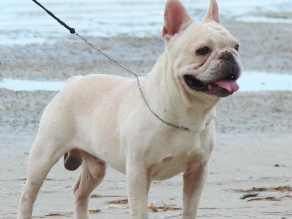 French Bulldog Puppies breeder image 1
