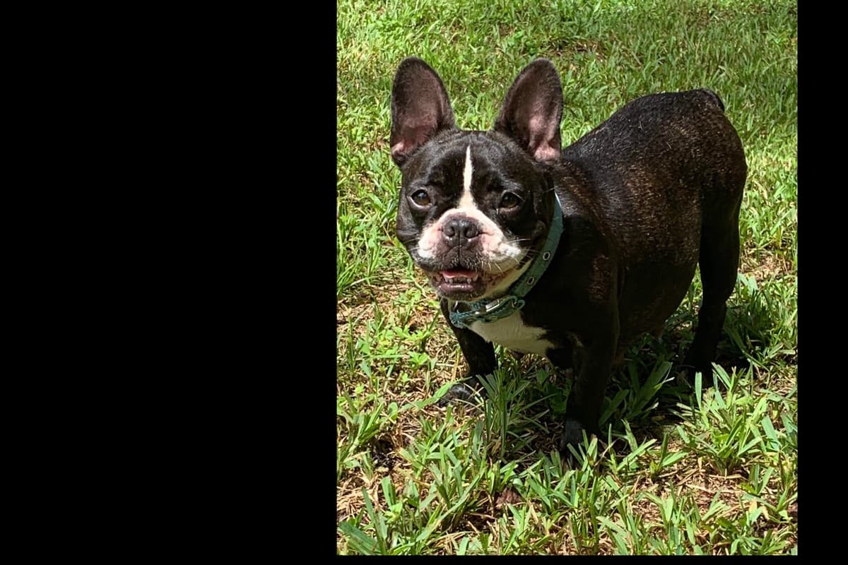 French Bulldog Puppies breeder image 2