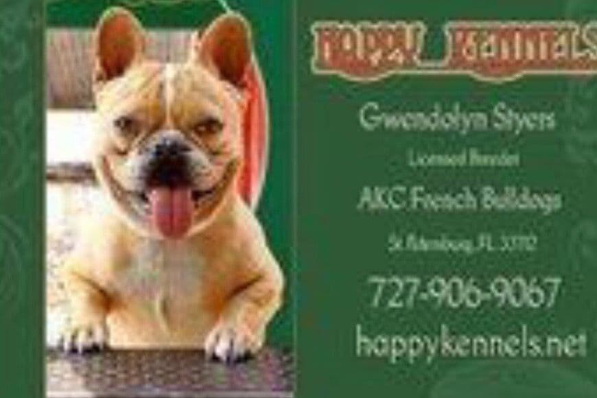 French Bulldog Puppies breeder image 3