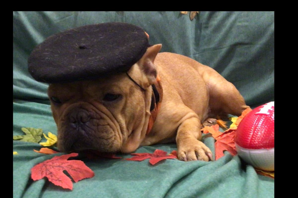 French Bulldog Puppies breeder image 4