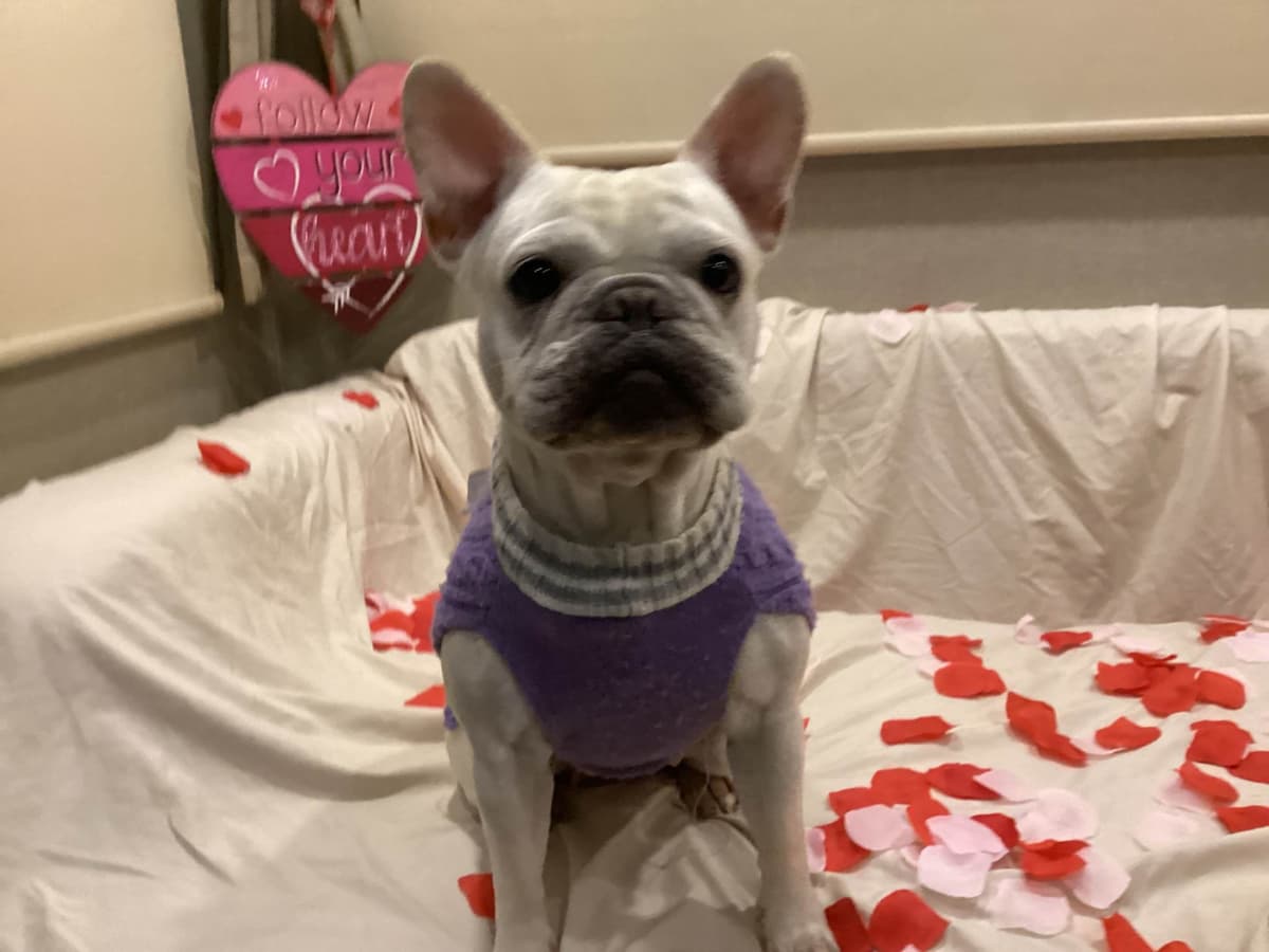 French Bulldog Puppies breeder image 5