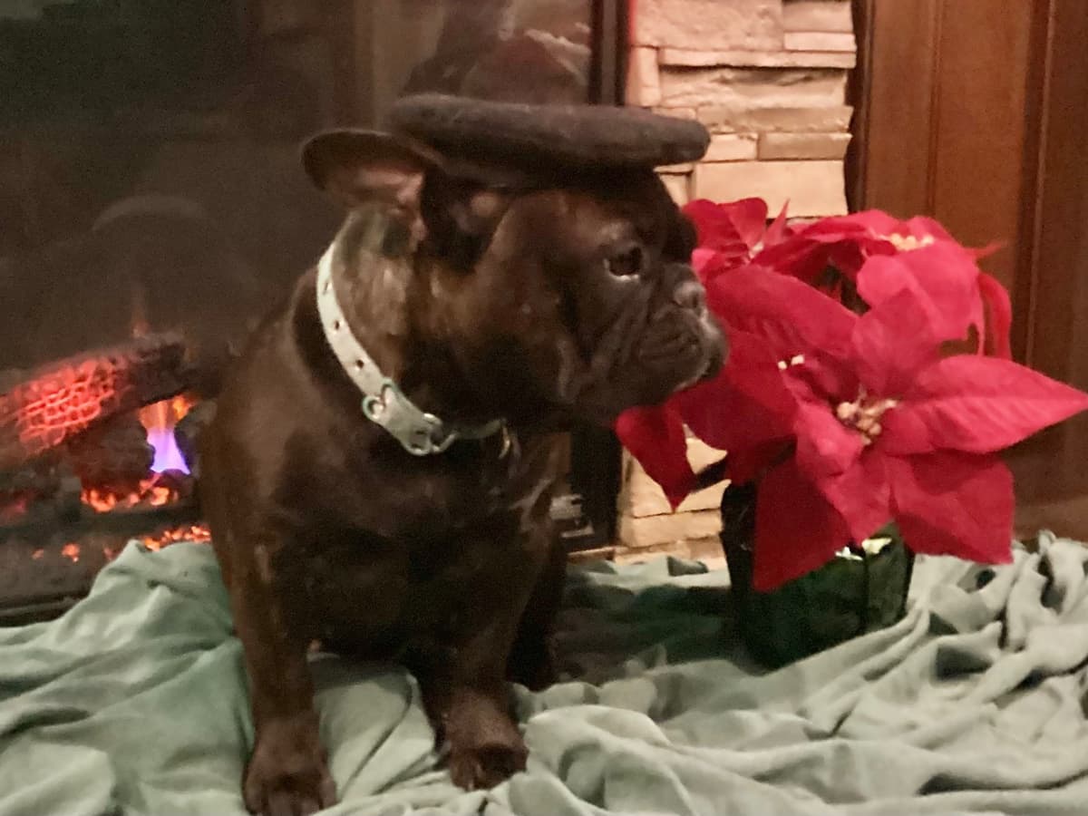 French Bulldog Puppies breeder image 6