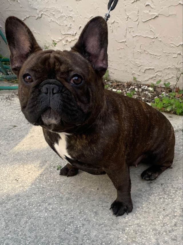 French Bulldog Puppies media 2