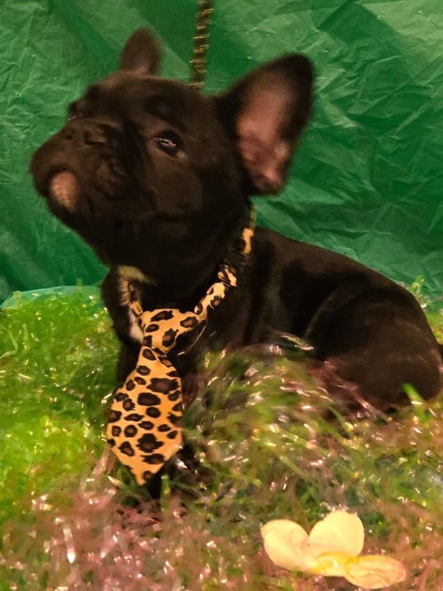 French Bulldog Puppies media 3