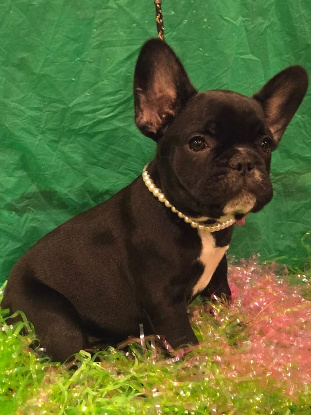 French Bulldog Puppies media 5