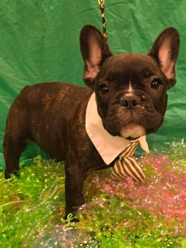 French Bulldog Puppies media 4