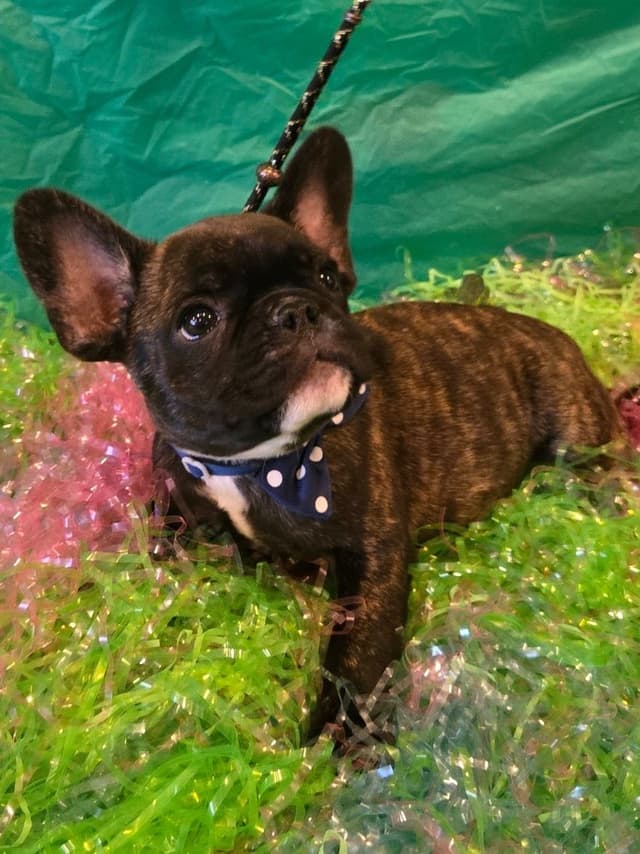 French Bulldog Puppies media 6