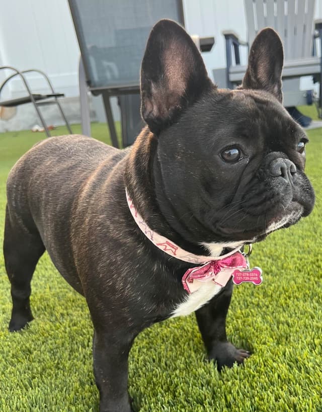 French Bulldog Puppies media 8