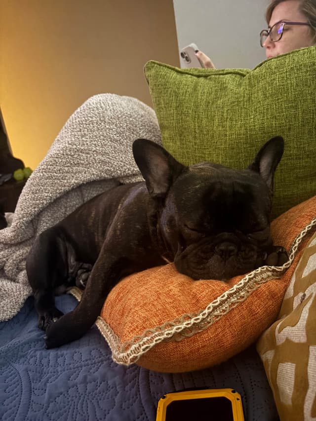 French Bulldog Puppies media 10