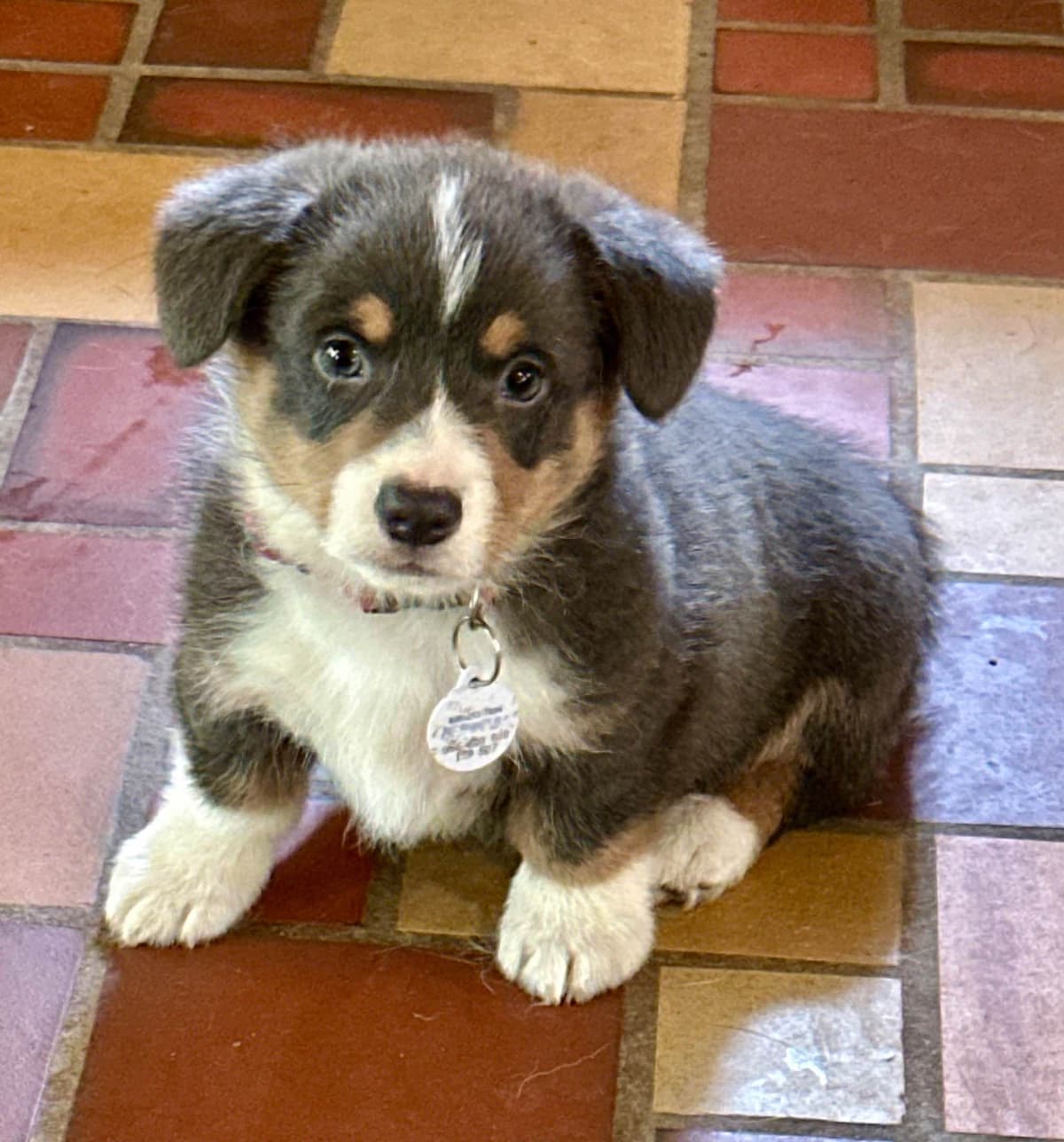 Pembroke Welsh Corgi Puppies - GENETICALLY CLEAR FOR DM, EIC, AND VWI breeder image 1