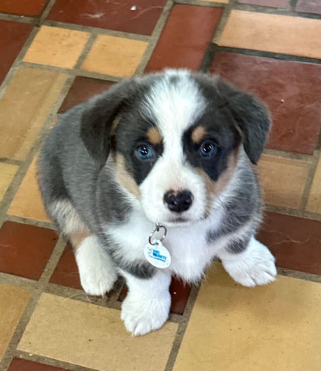 Pembroke Welsh Corgi Puppies - GENETICALLY CLEAR FOR DM, EIC, AND VWI media 2