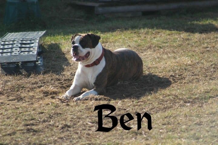 Boxer Puppies breeder image 2