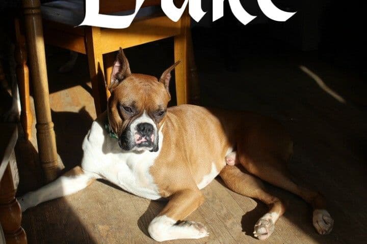 Boxer Puppies breeder image 3