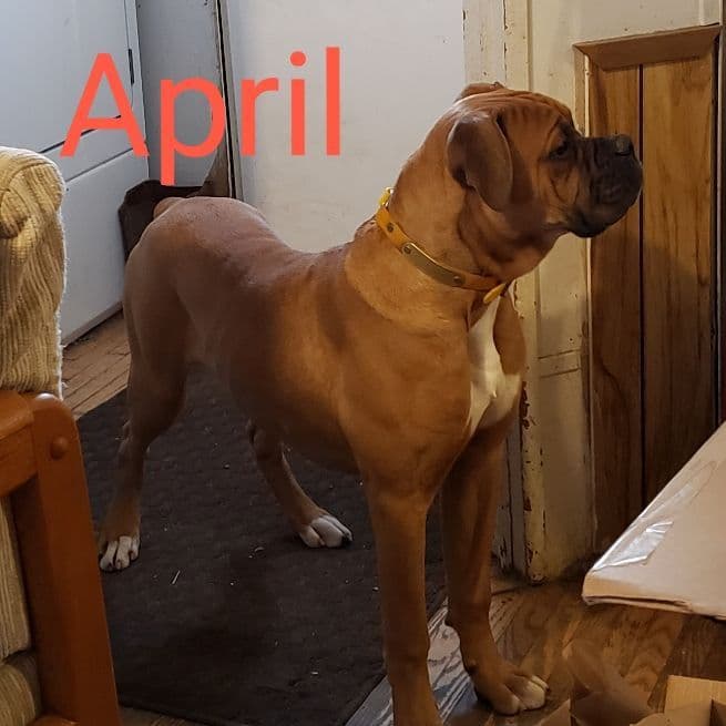 Boxer Puppies breeder image 4