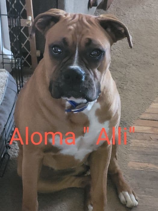 Boxer Puppies breeder image 6
