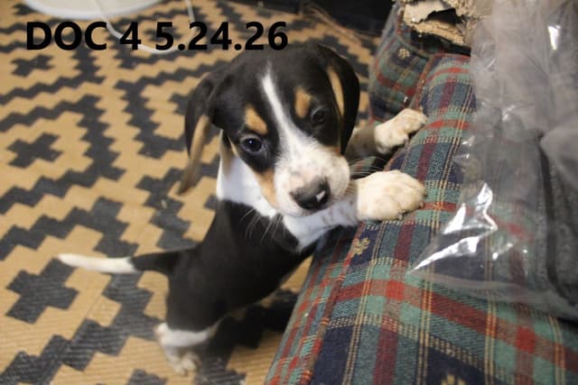 Beagle Puppies media 2