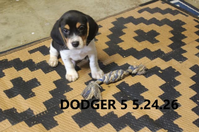 Beagle Puppies media 3