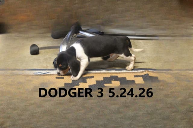 Beagle Puppies media 4