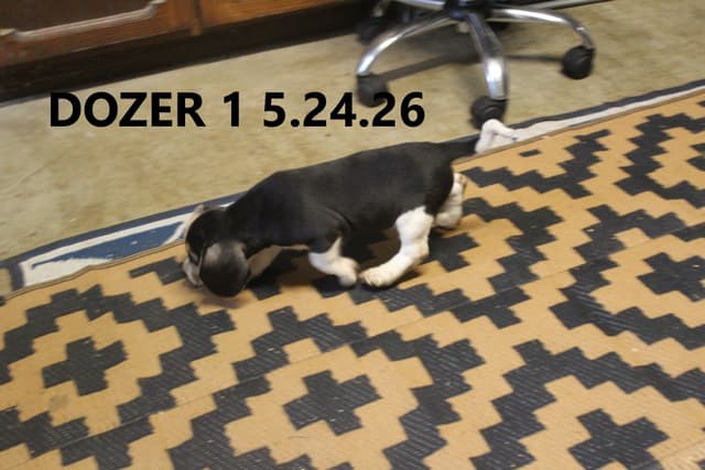 Beagle Puppies media 5