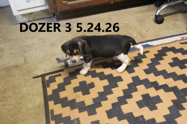 Beagle Puppies media 6