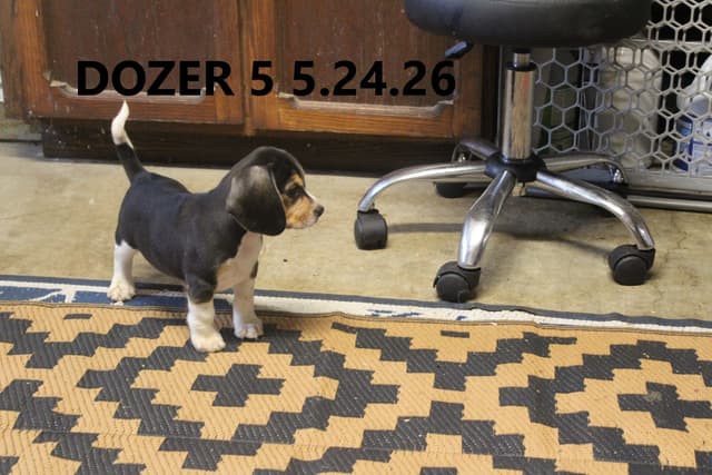 Beagle Puppies media 7