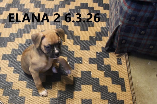 Boxer Puppies media 2
