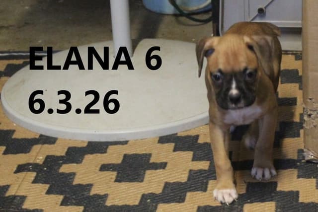 Boxer Puppies media 3