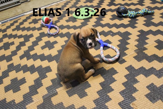 Boxer Puppies media 4