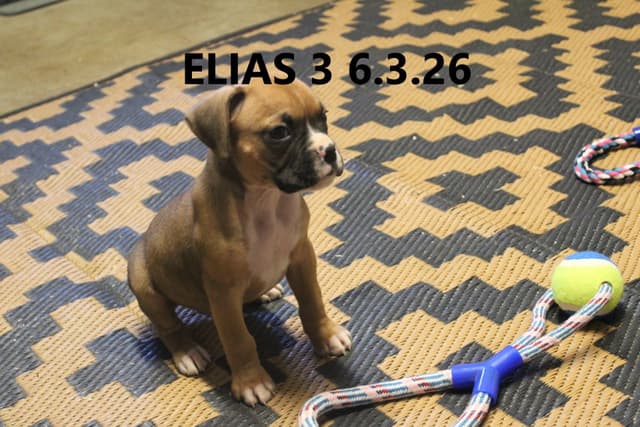 Boxer Puppies media 5