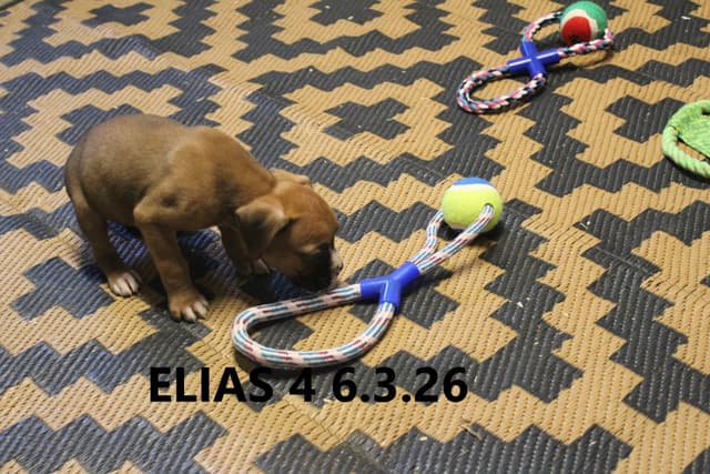 Boxer Puppies media 6