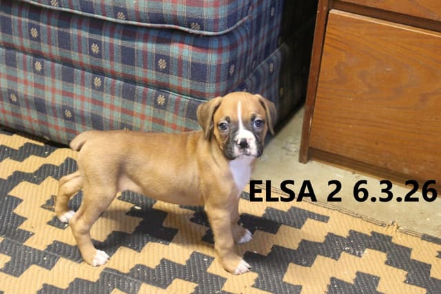Boxer Puppies media 7
