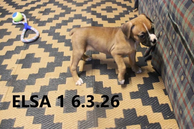 Boxer Puppies media 8