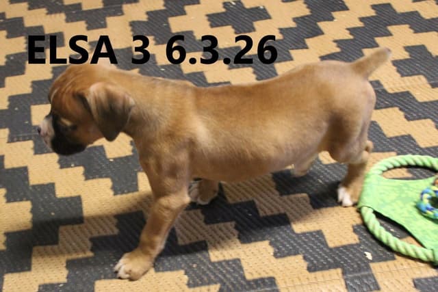 Boxer Puppies media 9