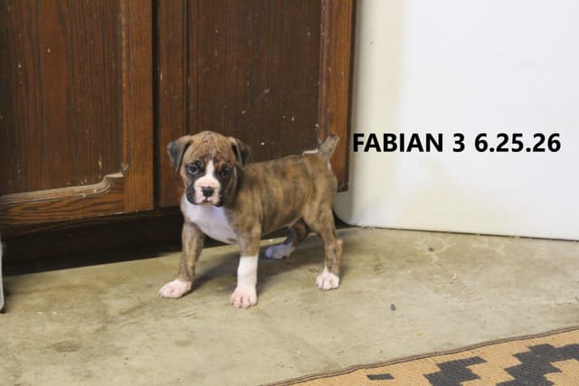 Boxer Puppies media 2