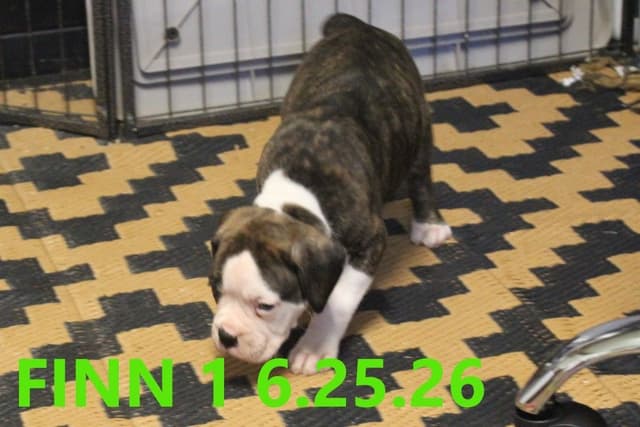 Boxer Puppies media 3