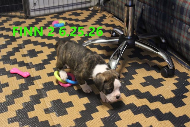 Boxer Puppies media 4