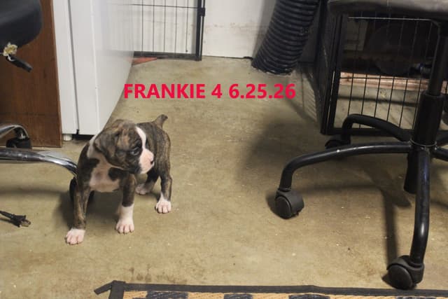 Boxer Puppies media 6