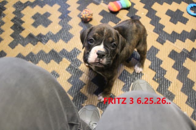 Boxer Puppies media 8