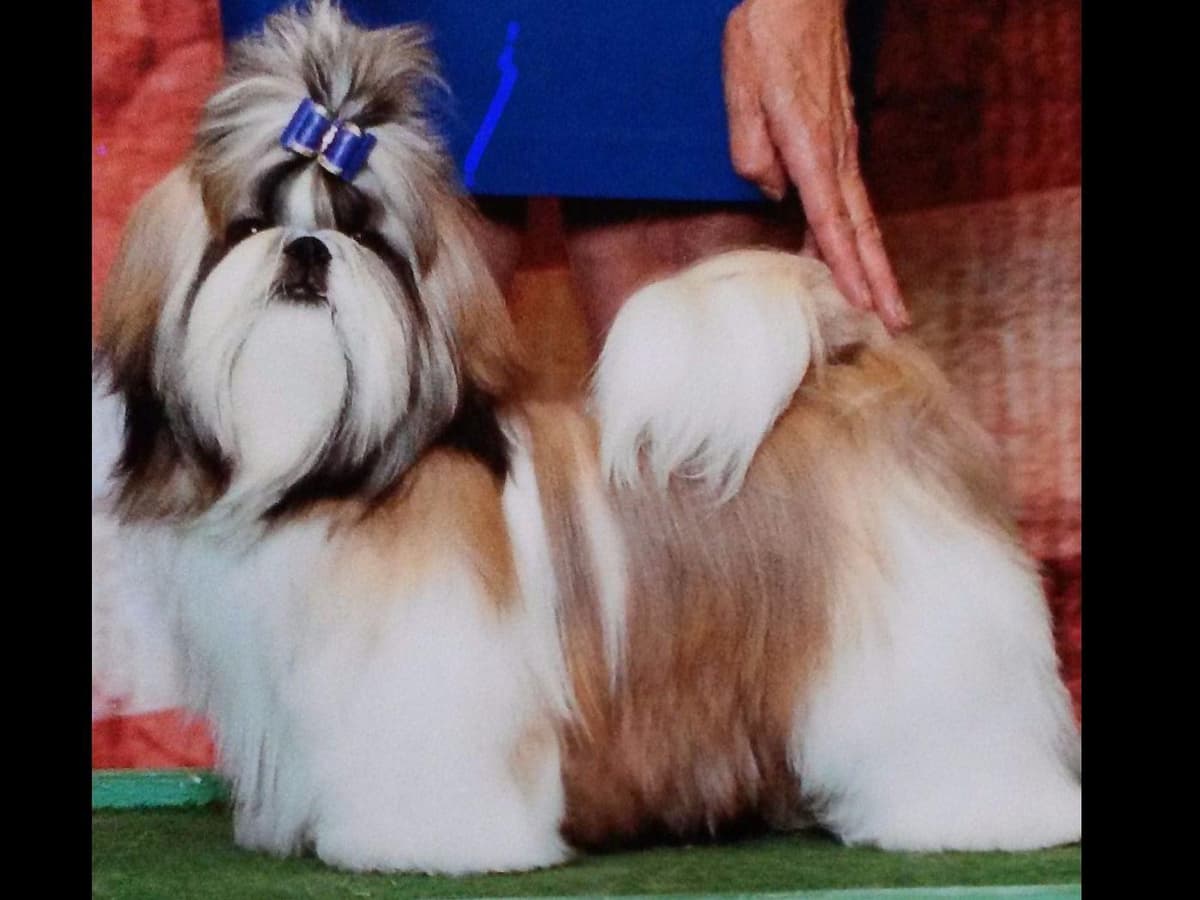 Shih Tzu Puppies breeder image 19