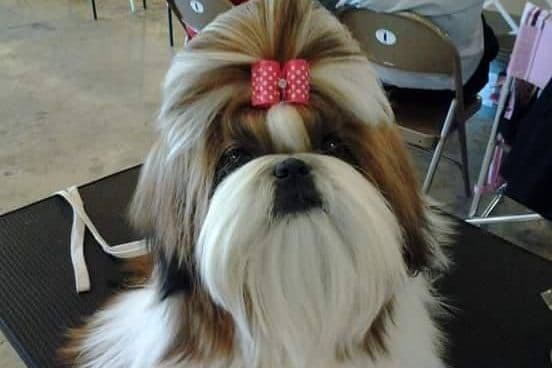 Shih Tzu Puppies breeder image 17