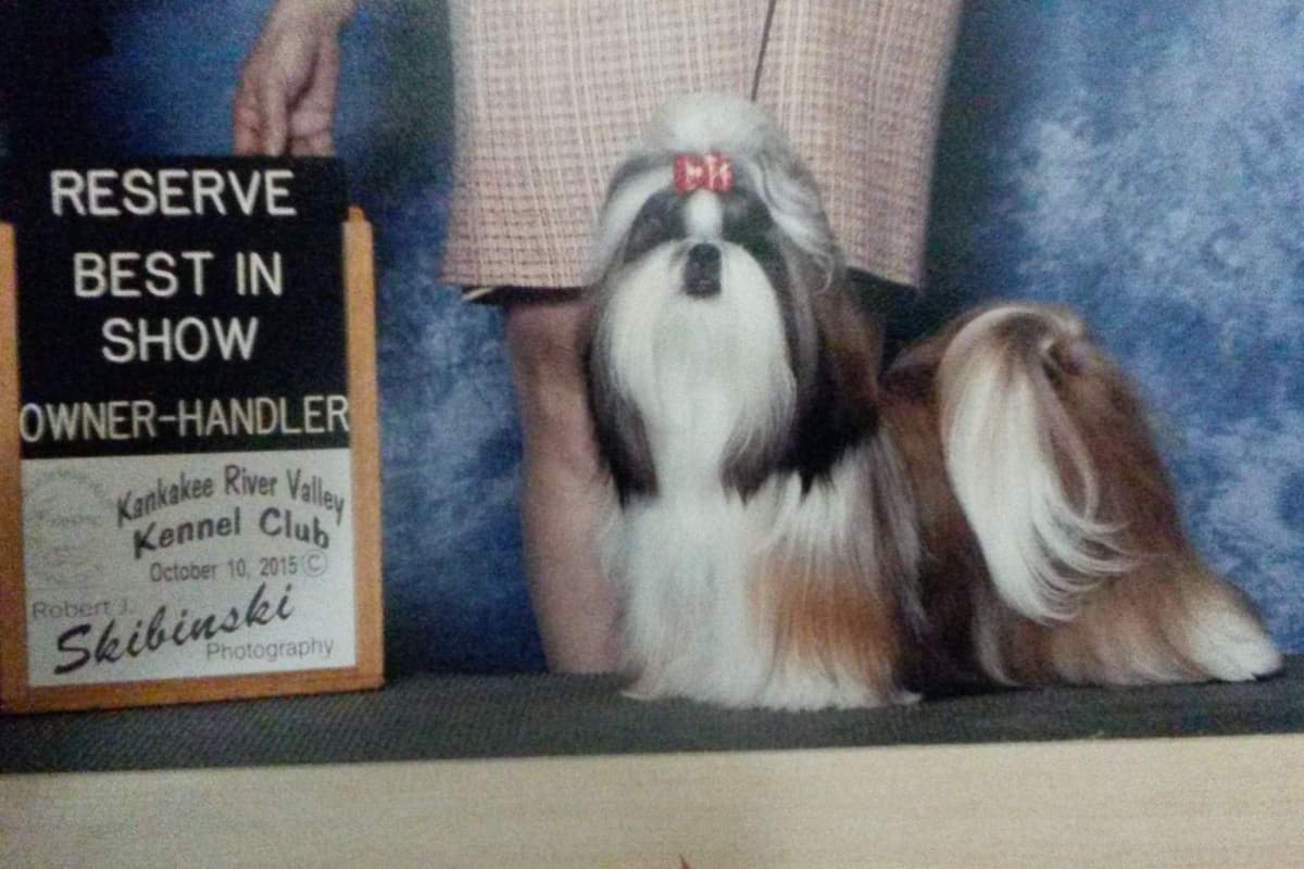 Shih Tzu Puppies breeder image 20