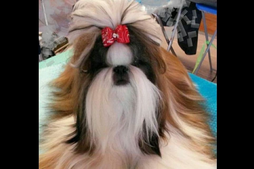 Shih Tzu Puppies breeder image 18
