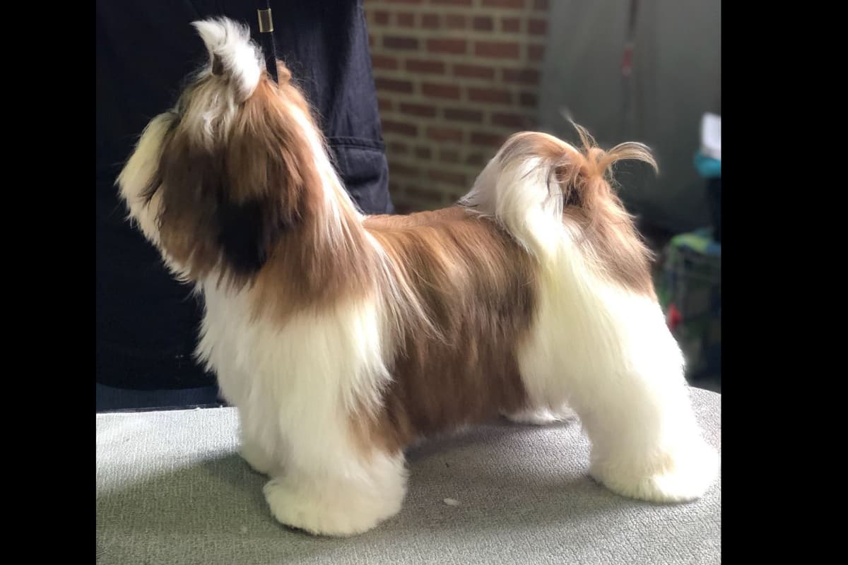 Shih Tzu Puppies breeder image 8