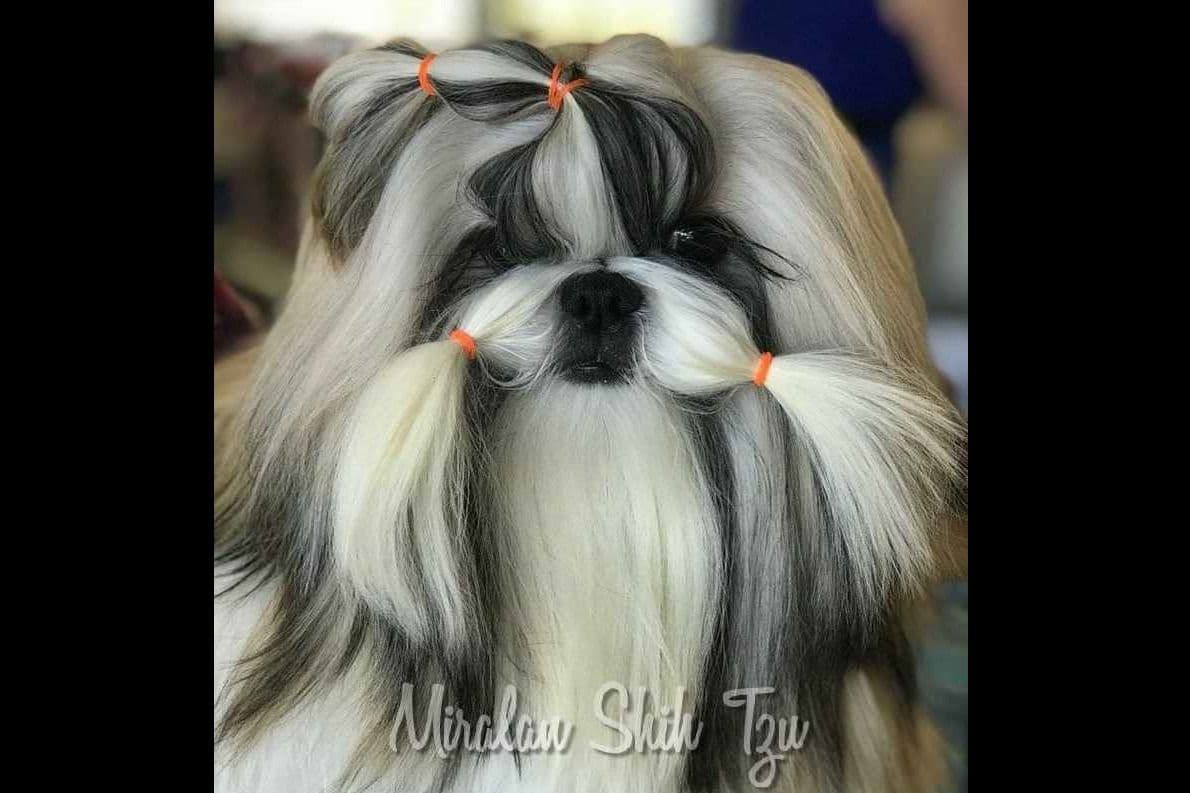 Shih Tzu Puppies breeder image 7