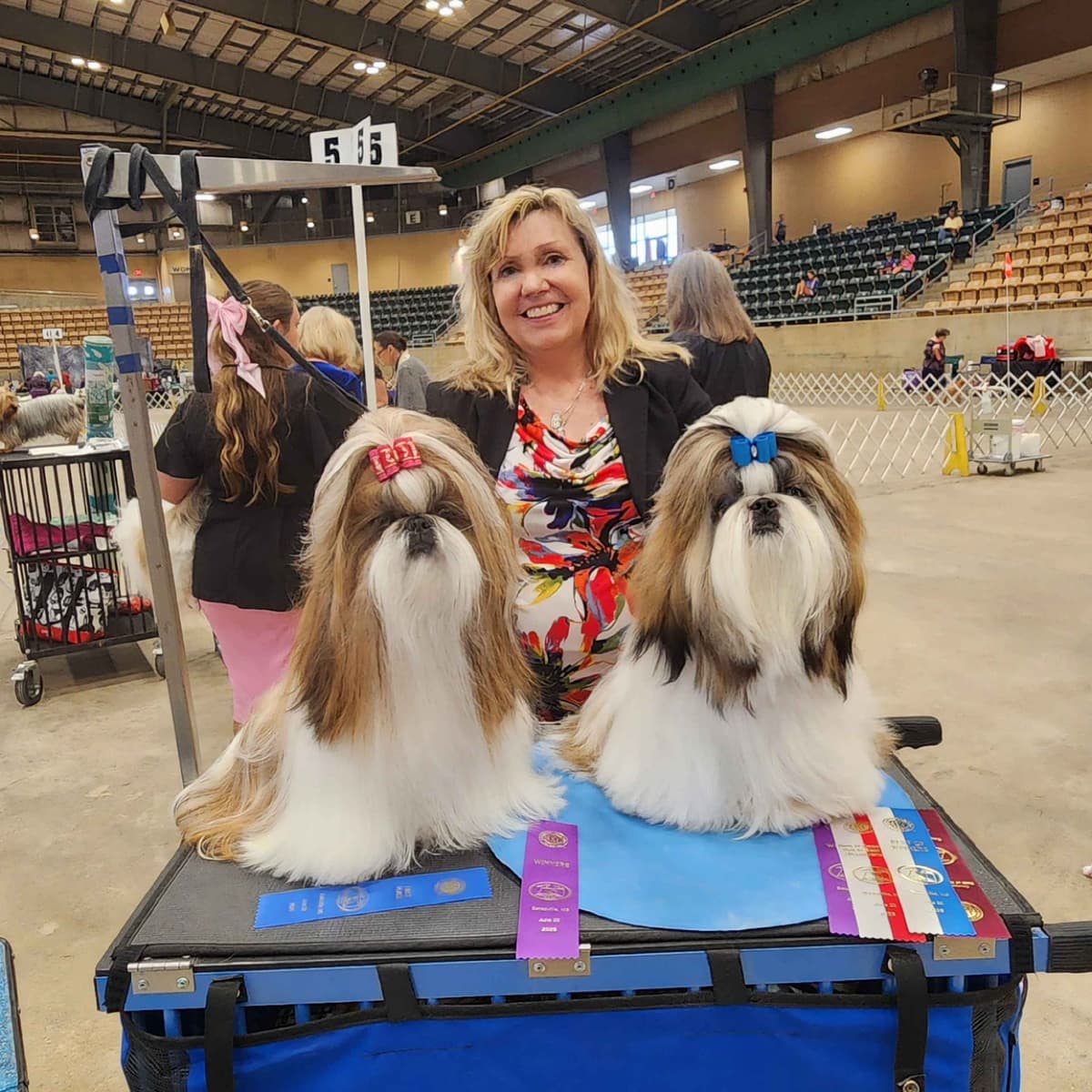 Shih Tzu Puppies breeder image 4