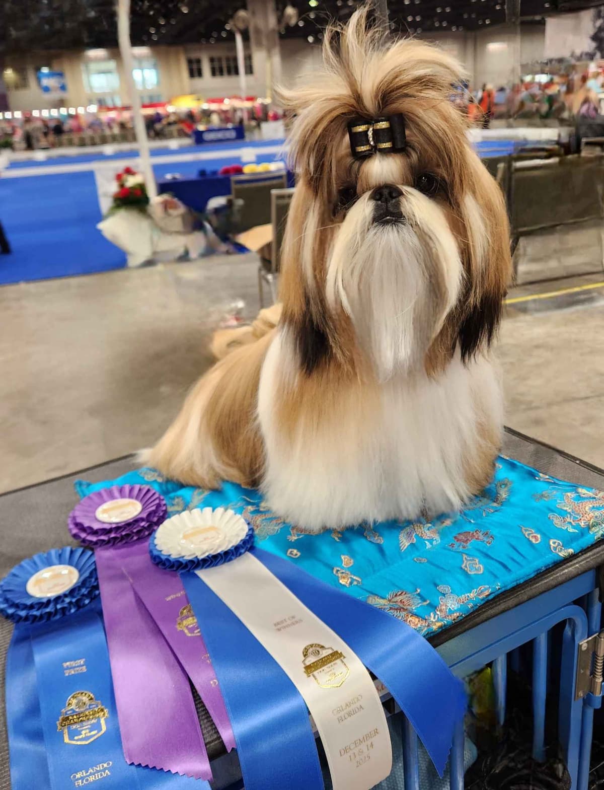 Shih Tzu Puppies breeder image 2