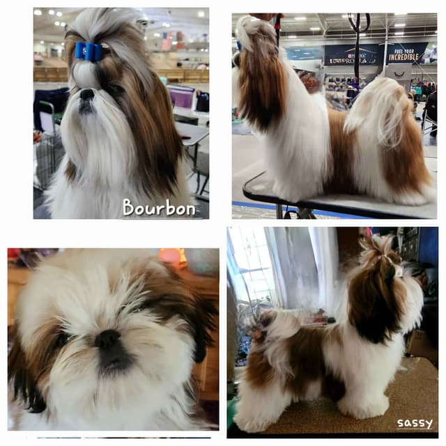 Shih Tzu Puppy male media 4